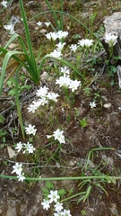 Gagea graeca
