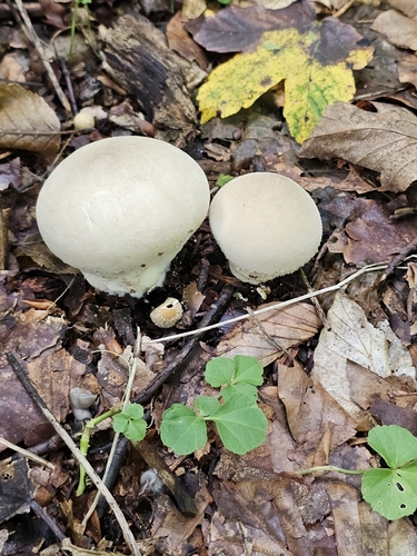 Pestle Puffball