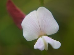 Tephrosia onobrychoides