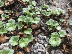 Telesonix heucheriformis