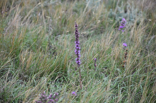 dotted gayfeather