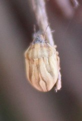 Homaemus parvulus