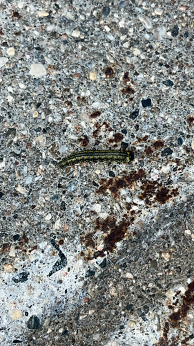Introduced Pine Sawfly