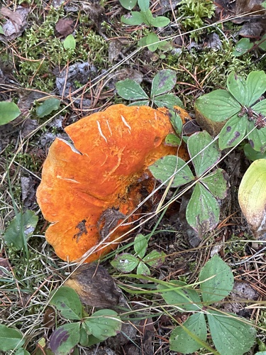 lobster mushroom