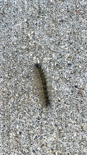 Fall Webworm Moth