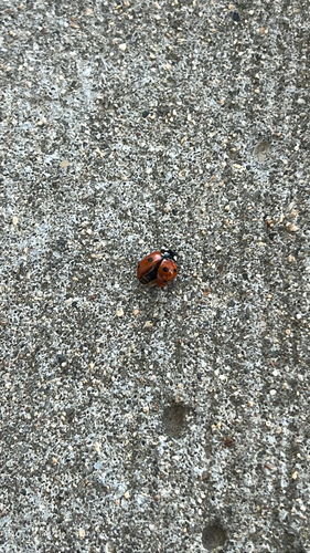 Seven-spotted Lady Beetle