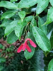 Acer sino-oblongum