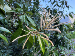 Lithocarpus glaber, photograph (c) 黃美滿, some rights reserved (CC BY)