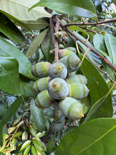 Lithocarpus glaber