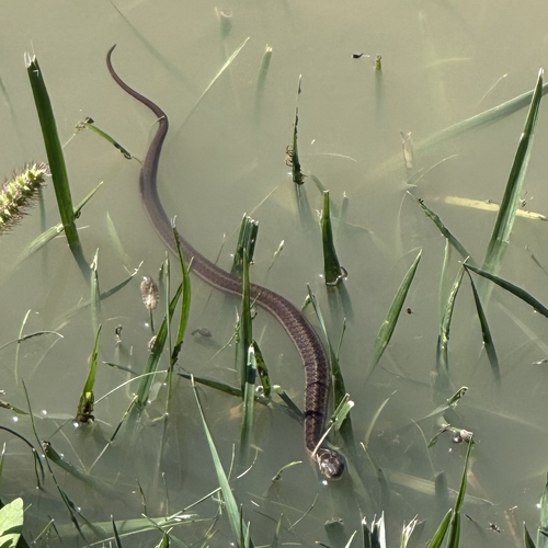 Common Garter Snake