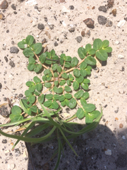 Euphorbia cordifolia