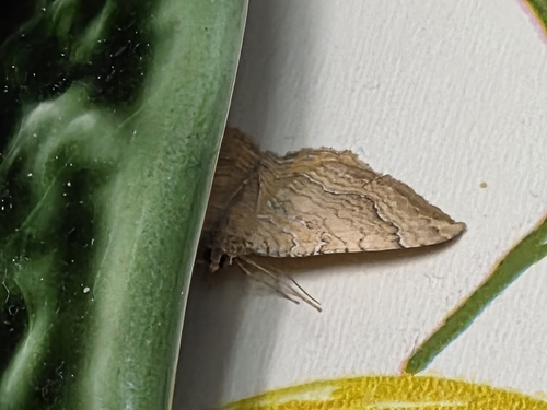 Yellow Shell Moth