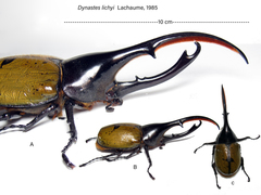 Dynastes lichyi