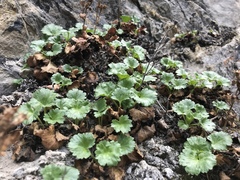 Telesonix heucheriformis