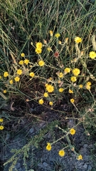 Bradburia pilosa