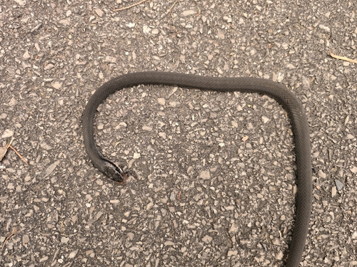 Northern Black Racer