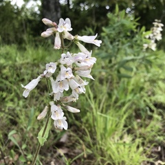 Penstemon pallidus