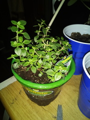 Thymus × citriodorus