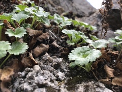 Telesonix heucheriformis