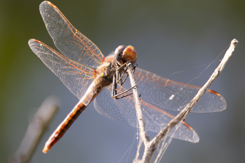 Variegated Meadowhawk