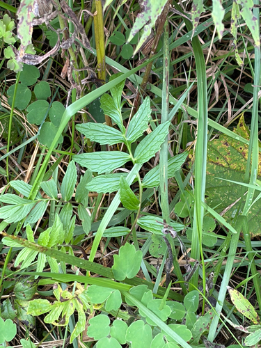common valerian