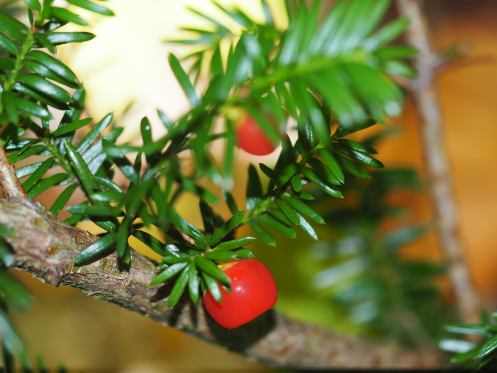 Taxus canadensis; photograph (c) Clay Gibbons, some rights reserved (CC BY)