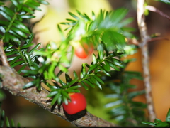 (c) Clay Gibbons, some rights reserved (CC BY) Taxus canadensis, photograph (c) Clay Gibbons, some rights reserved (CC BY)