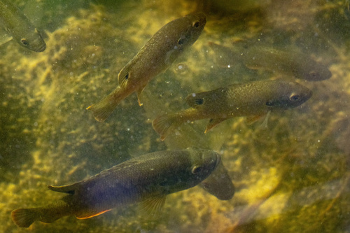 Green Sunfish