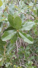 Quercus chapmanii image
