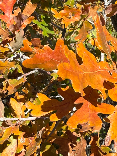 Gambel Oak