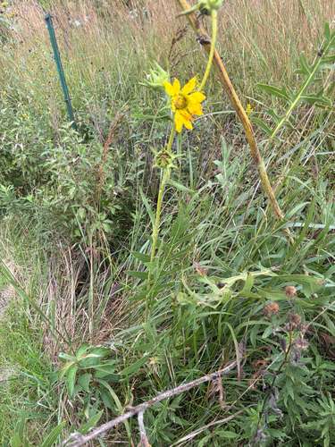 compass plant
