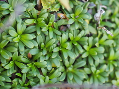 Diapensia lapponica, photograph (c) Clay Gibbons, some rights reserved (CC BY)