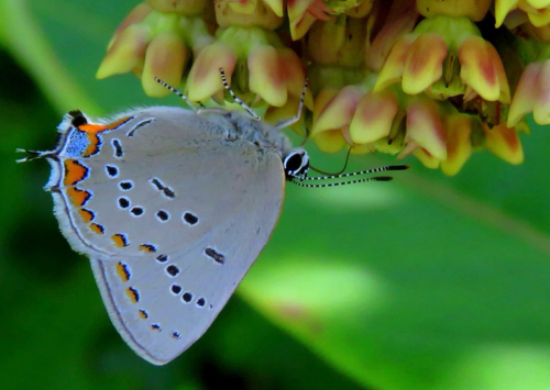 Acadian Hairstreak