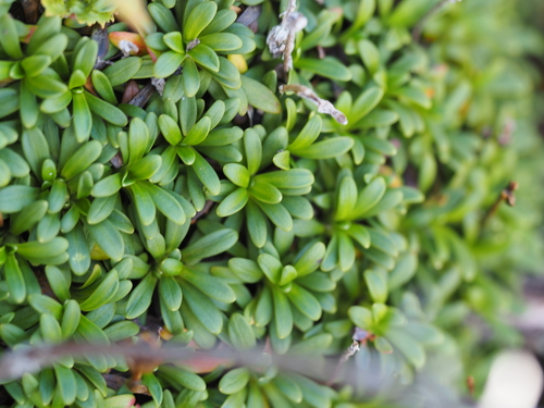 Diapensia lapponica