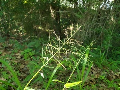 Dichanthelium scoparium