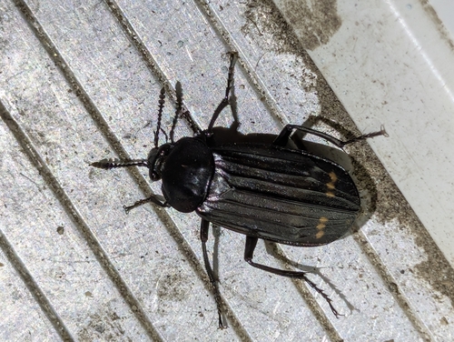 Red-lined Carrion Beetle