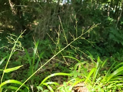 Dichanthelium scoparium
