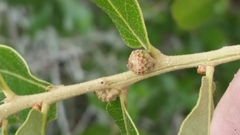 Quercus chapmanii image