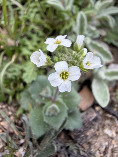 Tomostima cuneifolia