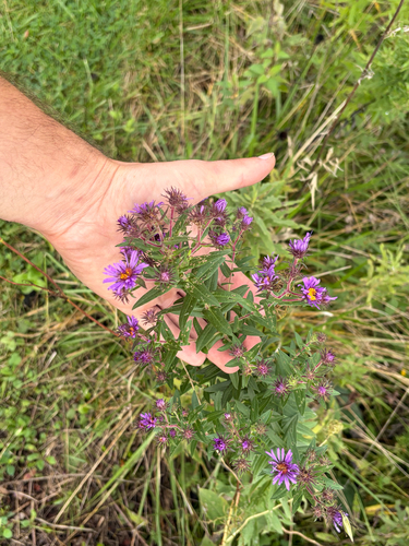 New England aster