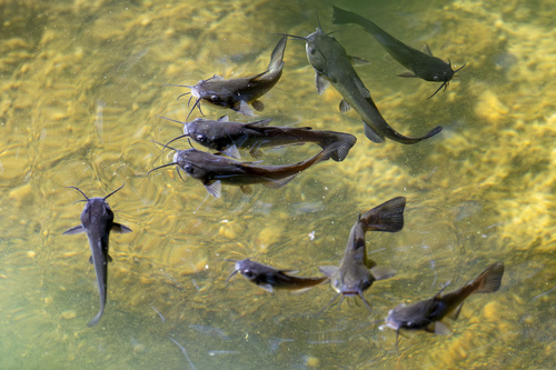 Black Bullhead
