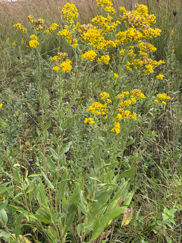 stiff-leaved goldenrod