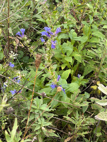great blue lobelia