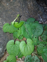 Dioscorea bulbifera, photograph (c) xanderferret, some rights reserved (CC BY)