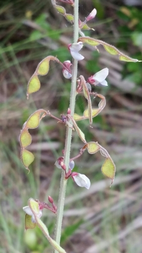 Image of Desmodium floridanum by (c) Jay Horn, some rights reserved (CC BY)