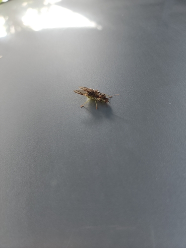 Asian Weaver Ant