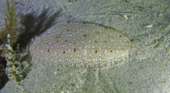 Pardachirus hedleyi
