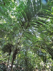 Astrocaryum mexicanum