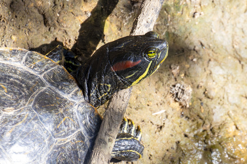 Red-eared Slider