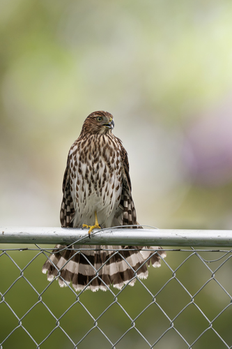 Cooper's Hawk